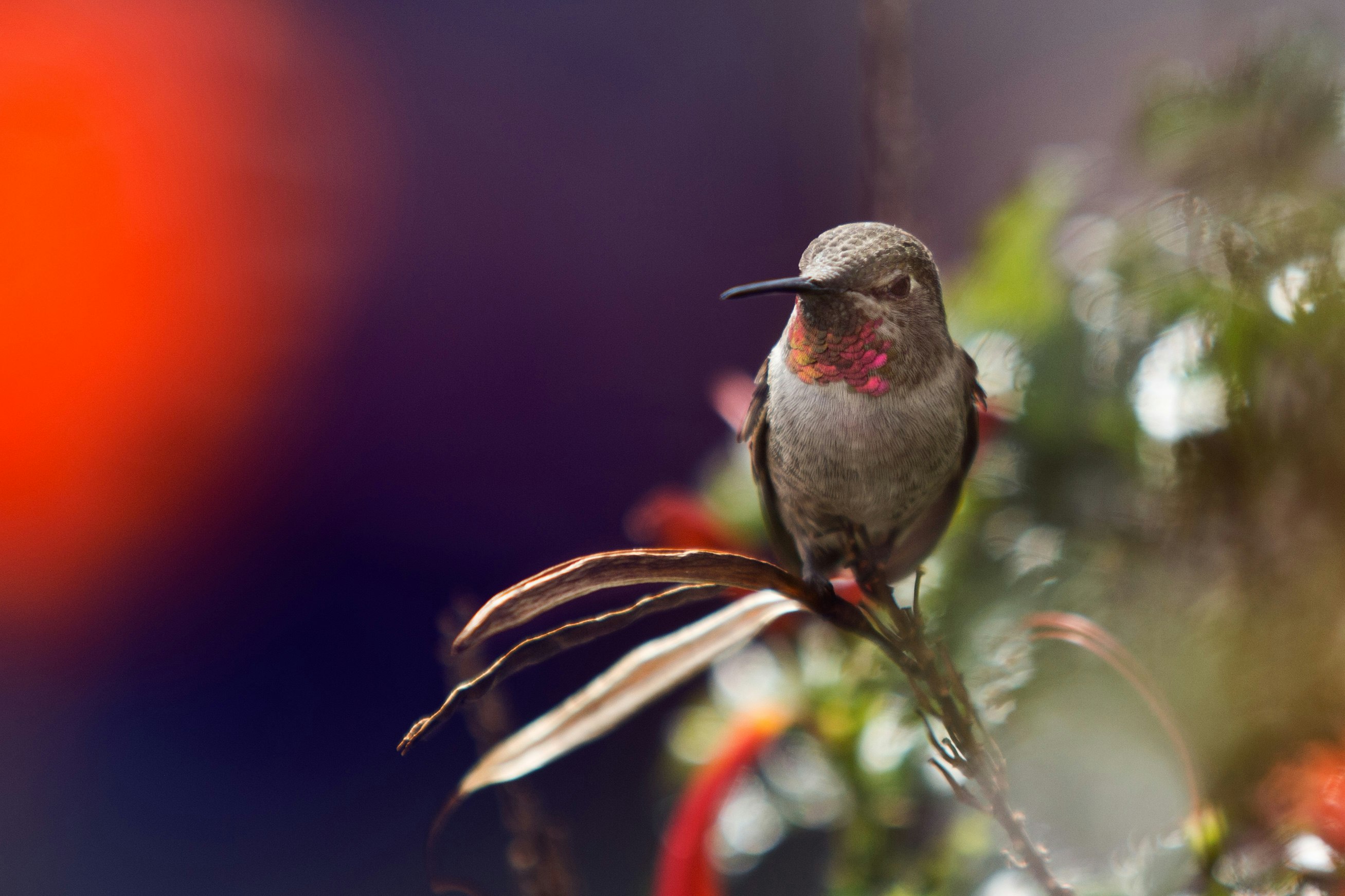 focus photo of a hummingbird on leaf